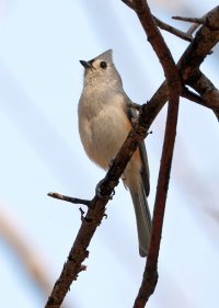 K41A8213 picasa crop-topaz2-denoise-sharpen ps fix.jpg