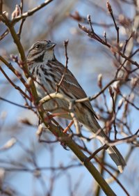 K41A6171 picasa crop ps fix-topaz2-denoise.jpg