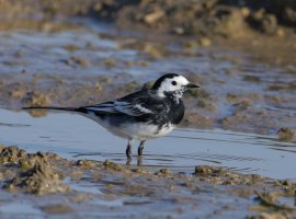6L8A0890-DxO_Pied_wagtail_Hobsons.jpg