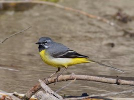 6L8A1624-DxO_grey_wagtail.jpg