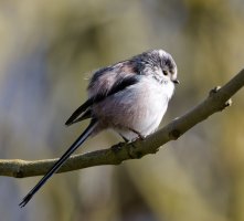 6L8A1286-DxO_longtailed_Tit.jpg