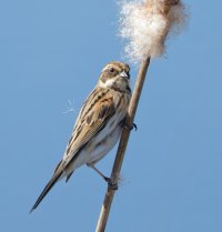 6L8A1475-DxO_female_reed_bunting_ed.jpg