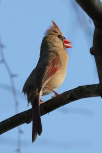 K41A8892 picasa crop ps fix-topaz2-denoise.jpg