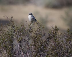 R5M26510-DxO_DeepPRIME XD2s.jpg