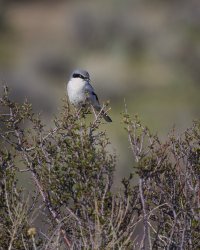 R5M26604-DxO_DeepPRIME XD2s.jpg