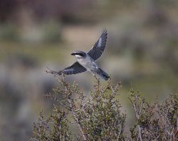 R5M26643-DxO_DeepPRIME XD2s.jpg