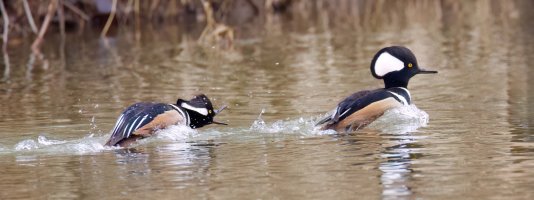 1774219438984.jpeg 1774219438984.jpeg