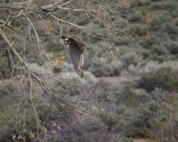 R5M27002-DxO_DeepPRIME XD2s.jpg