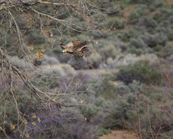 R5M27004-DxO_DeepPRIME XD2s.jpg