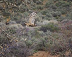 R5M27006-DxO_DeepPRIME XD2s.jpg