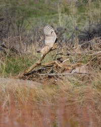 R5M27249-DxO_DeepPRIME XD2s.jpg