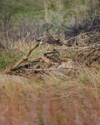 R5M27253-DxO_DeepPRIME XD2s.jpg