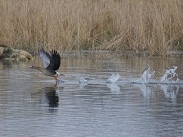 6L8A2241-DxO_White_Fronted_Goose_taking_off+wake.jpg