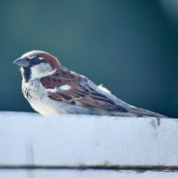 little bird opteka 500 R6.jpeg