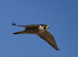 6L8A0244-DxO_Peregrine_flying-sm.jpg