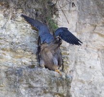 6L8A0681-DxO_peregrine_mating.jpg