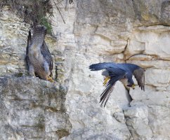 6L8A0683-DxO_peregrine_flying_from_female.jpg