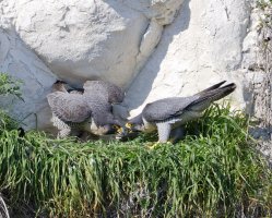 6L8A0846-DxO_peregrine_on_nest_pair_facing.jpg
