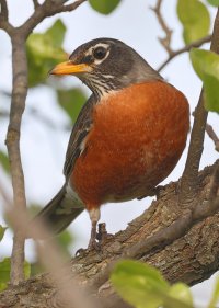 K41A9893 picasa crop ps fix-topaz2-denoise - Copy.jpg