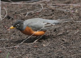 K41A9223 picasa crop ps fix-topaz2-denoise - Copy.jpg