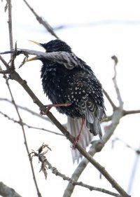 K41A0657 picasa crop ps fix-topaz2-denoise - Copy.jpg