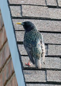 K41A1028 picasa crop ps fix-topaz2-denoise - Copy.jpg