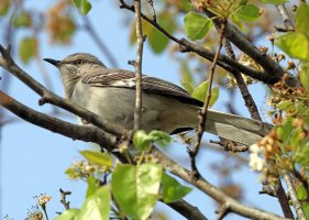 K41A9747 picasa crop 2 ps fix-topaz2-denoise - Copy.jpg