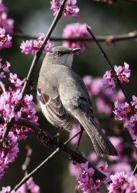 K41A1183 picasa crop ps fix-topaz2-denoise - Copy.jpg