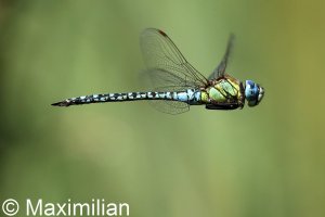 Dragon_Kos_2023_04.JPG Dragon_Kos_2023_04.JPG