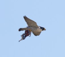 6L8A2703-DxO_Peregrine_Falcon_flying+pigeon.jpg