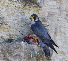 6L8A2913-DxO_Peregrine_Falcon+pigeon.jpg