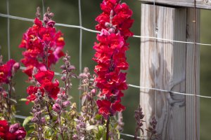 Minolta500.jpg Minolta500.jpg