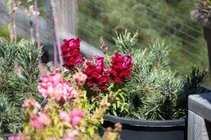 TTartisans250.jpg TTartisans250.jpg