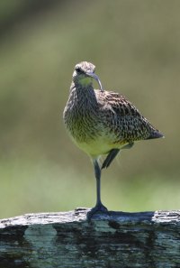 DSC_1812.jpg DSC_1812.jpg