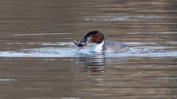 Haubi mit Fisch_03.jpg