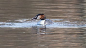Haubi mit Fisch_02.jpg