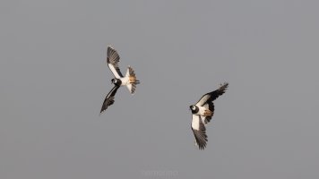 Kibitze im Balzflug_04.jpg