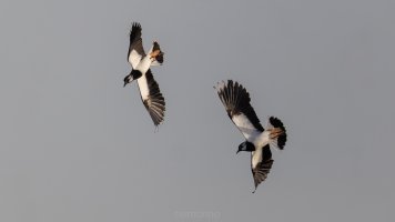 Kibitze im Balzflug_03.jpg