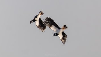 Kibitze im Balzflug_02.jpg