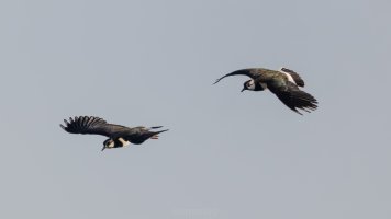 Kibitze im Balzflug.jpg