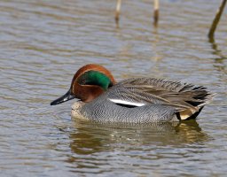 6L8A3300-DxO_Teal.jpg 6L8A3300-DxO_Teal.jpg