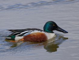 6L8A3308-DxO_Shoveller.jpg 6L8A3308-DxO_Shoveller.jpg