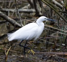 6L8A3331-DxO_Little_Egret.jpg 6L8A3331-DxO_Little_Egret.jpg