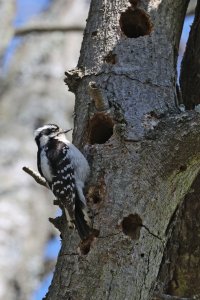 K41A3080 picasa crop ps fix-topaz2-denoise.jpg