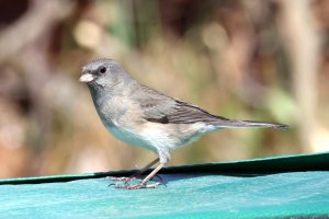 K41A3119 picasa crop-topaz2-denoise.JPG