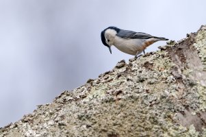 White-breasted Nuthatch.jpg
