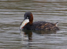 6L8A3492-DxO_Little_Grebe+fish.jpg