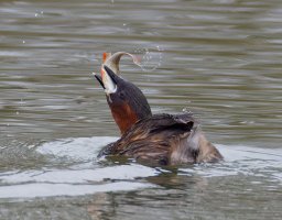 6L8A3528-DxO_Little_Grebe+fish.jpg