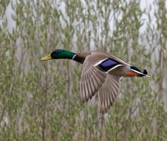 6L8A3634-DxO_Mallard_flying.jpg