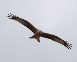 6L8A3651-DxO_Red_Kite_flying_face_on.jpg